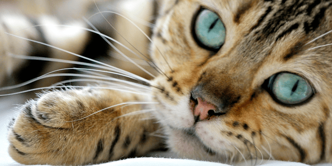 El significado espiritual de los gatos
