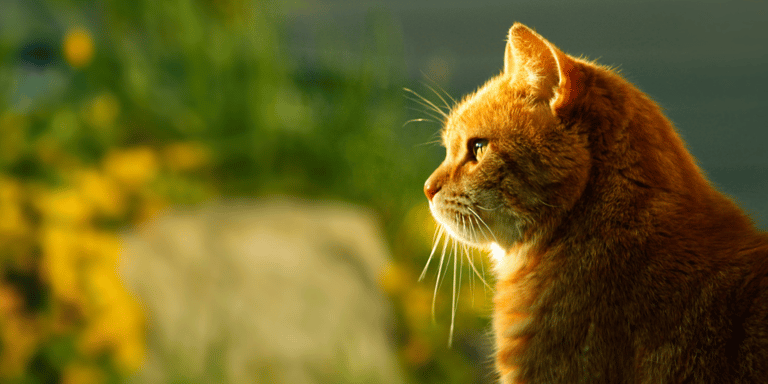 El significado espiritual de los gatos — 5