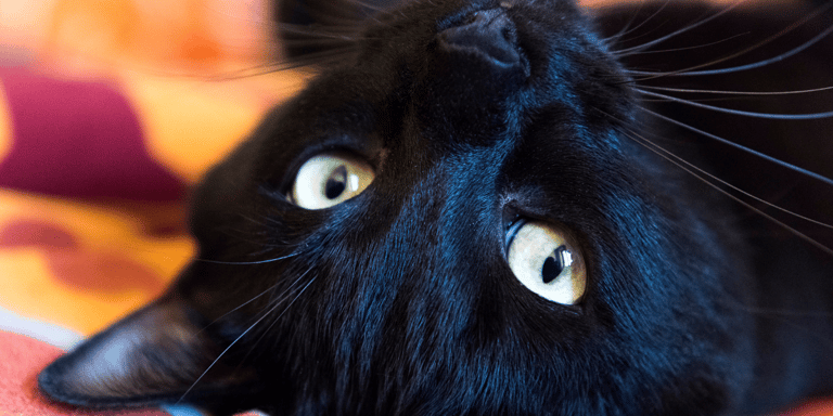 El significado espiritual de los gatos — 4
