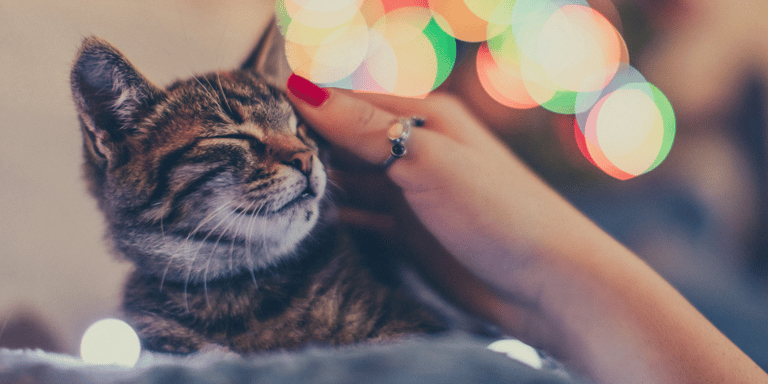 El significado espiritual de los gatos — 6