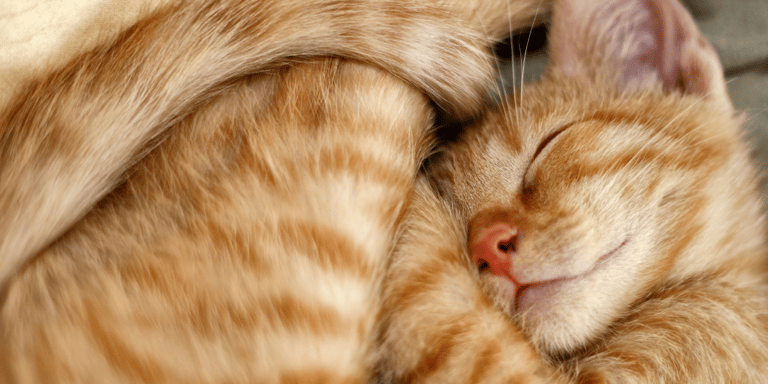 El significado espiritual de los gatos — 3